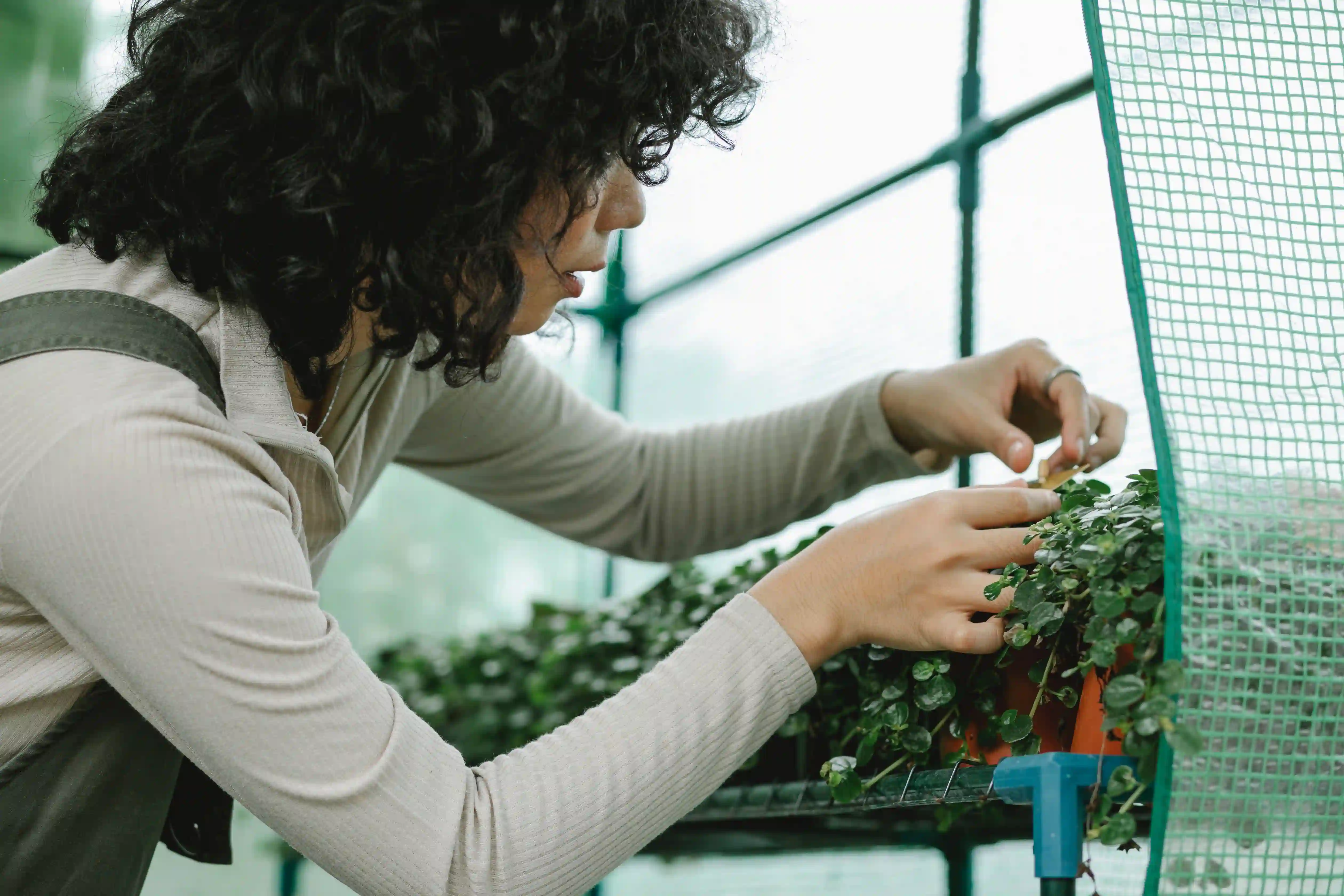 Young woman works in the greenhouse